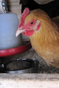 More than One Way to Raise Chickens Image